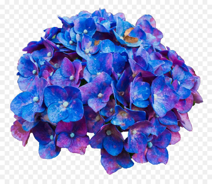 Flores Azules Y Moradas，Hortensia PNG