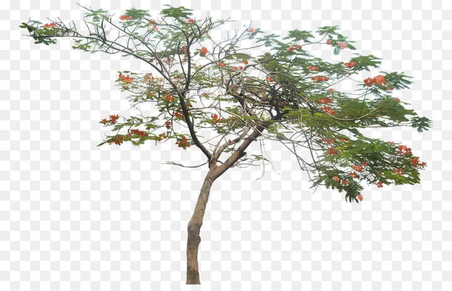 árbol，Royal Poinciana PNG