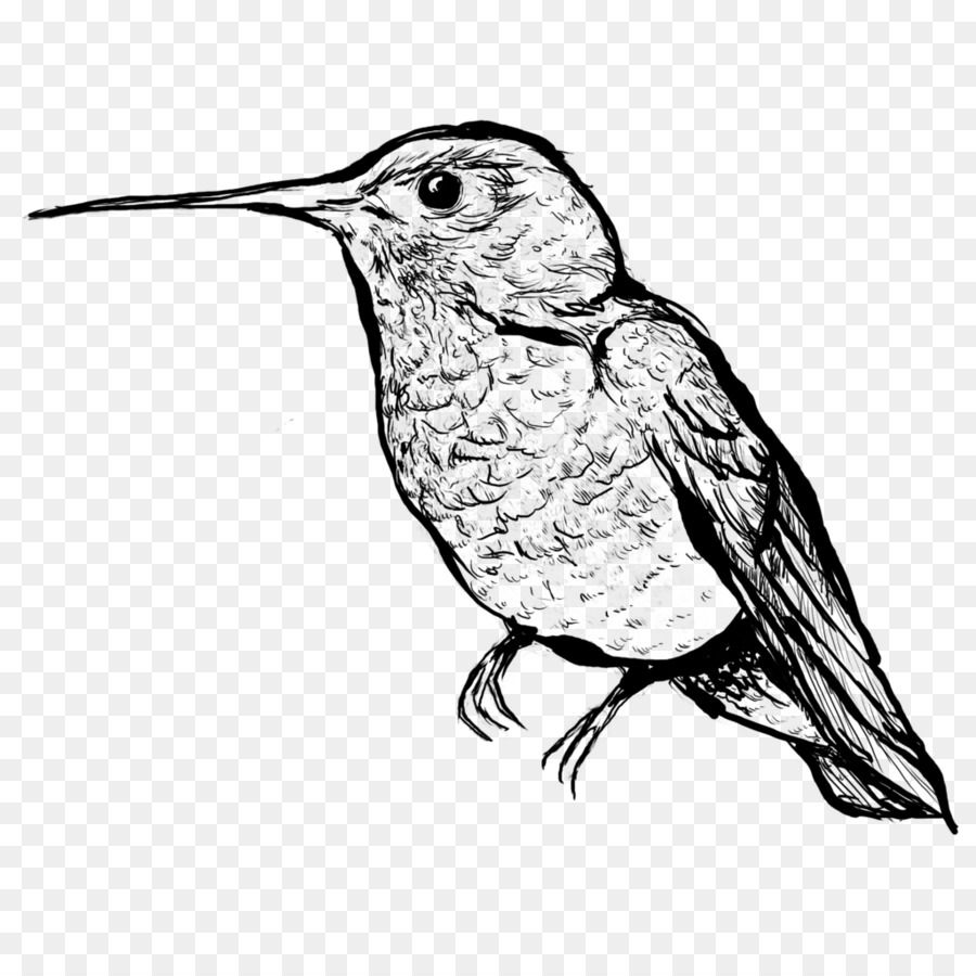 Dibujo De Aves，En Blanco Y Negro PNG