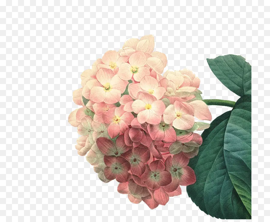 Hortensia，Rosa PNG