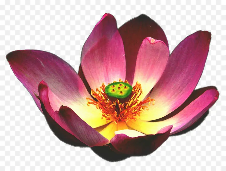 Egipcio De Lotus，Nelumbo Nucifera PNG