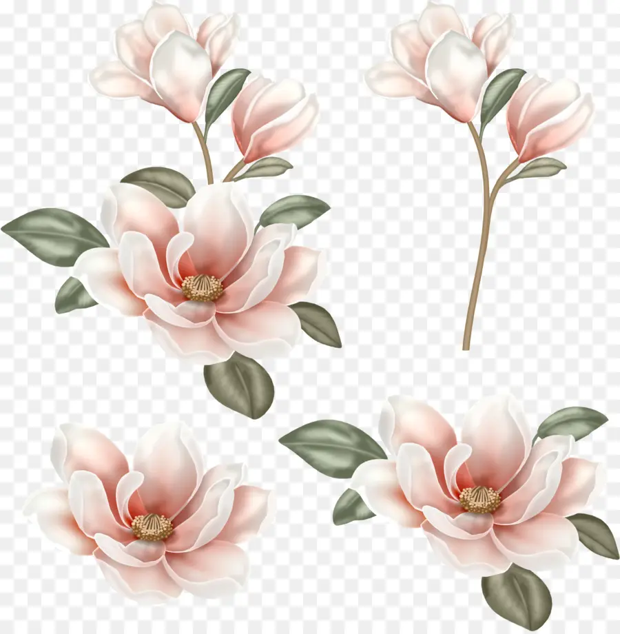 Flor，Magnolia PNG