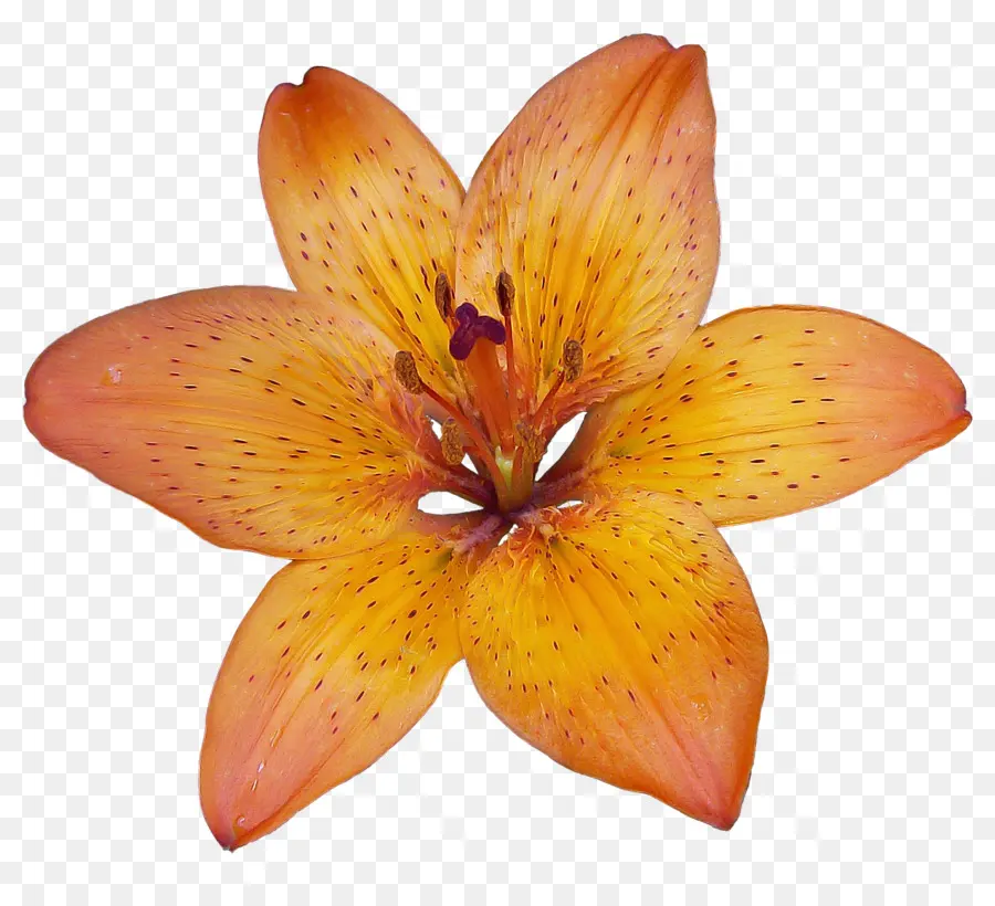 Lilium Bulbiferum，Flor PNG