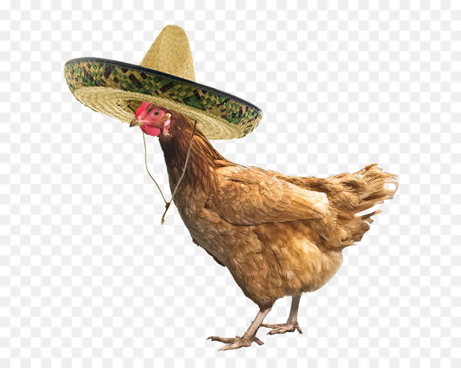 Pollo Con Sombrero，Pollo PNG