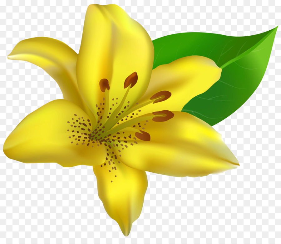 Lilium，Flor PNG