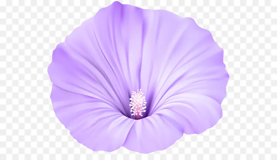 Flor，Violeta PNG