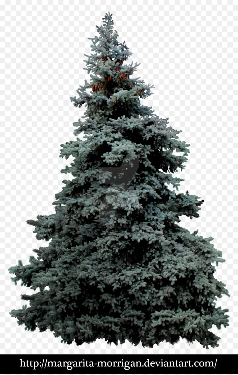 Blue Spruce，Abeto Blanco PNG