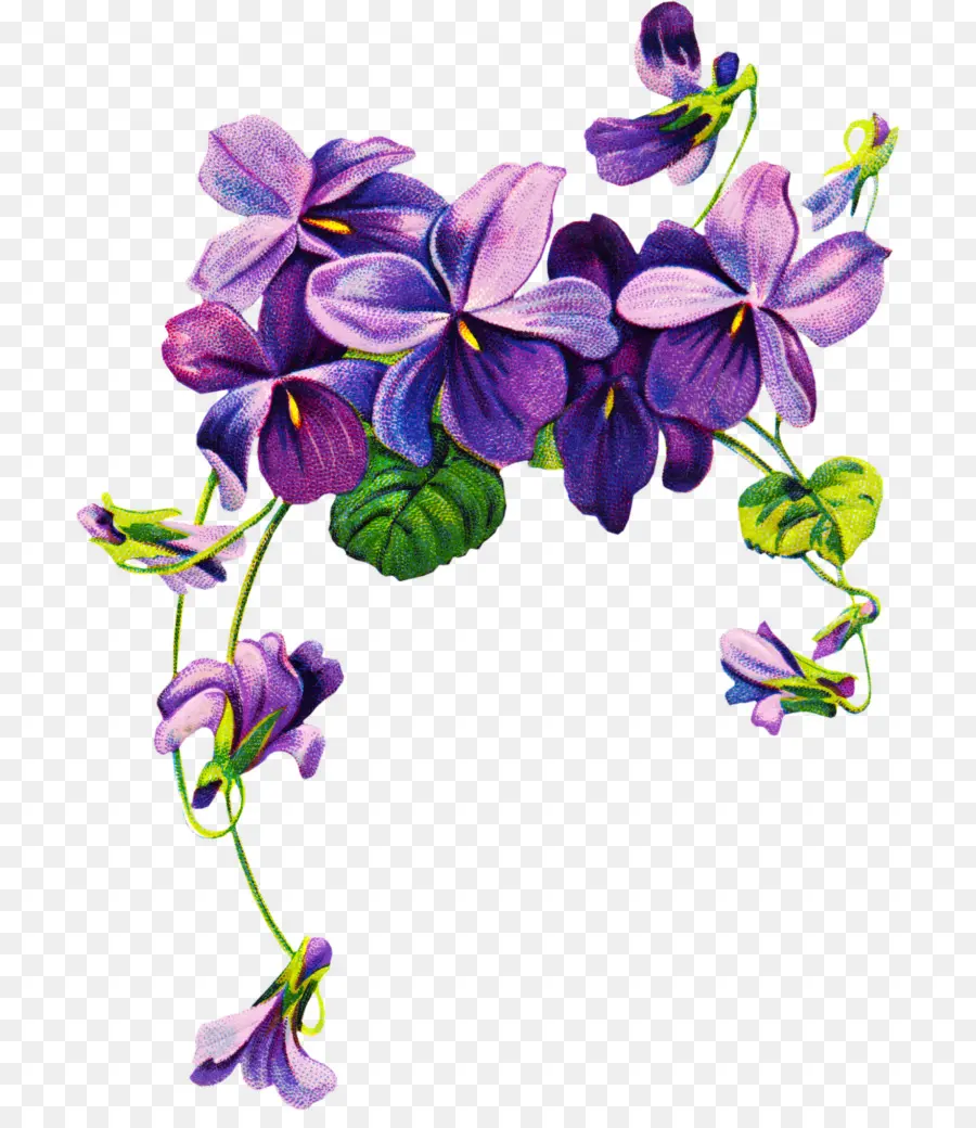 Flores Moradas，Vides PNG