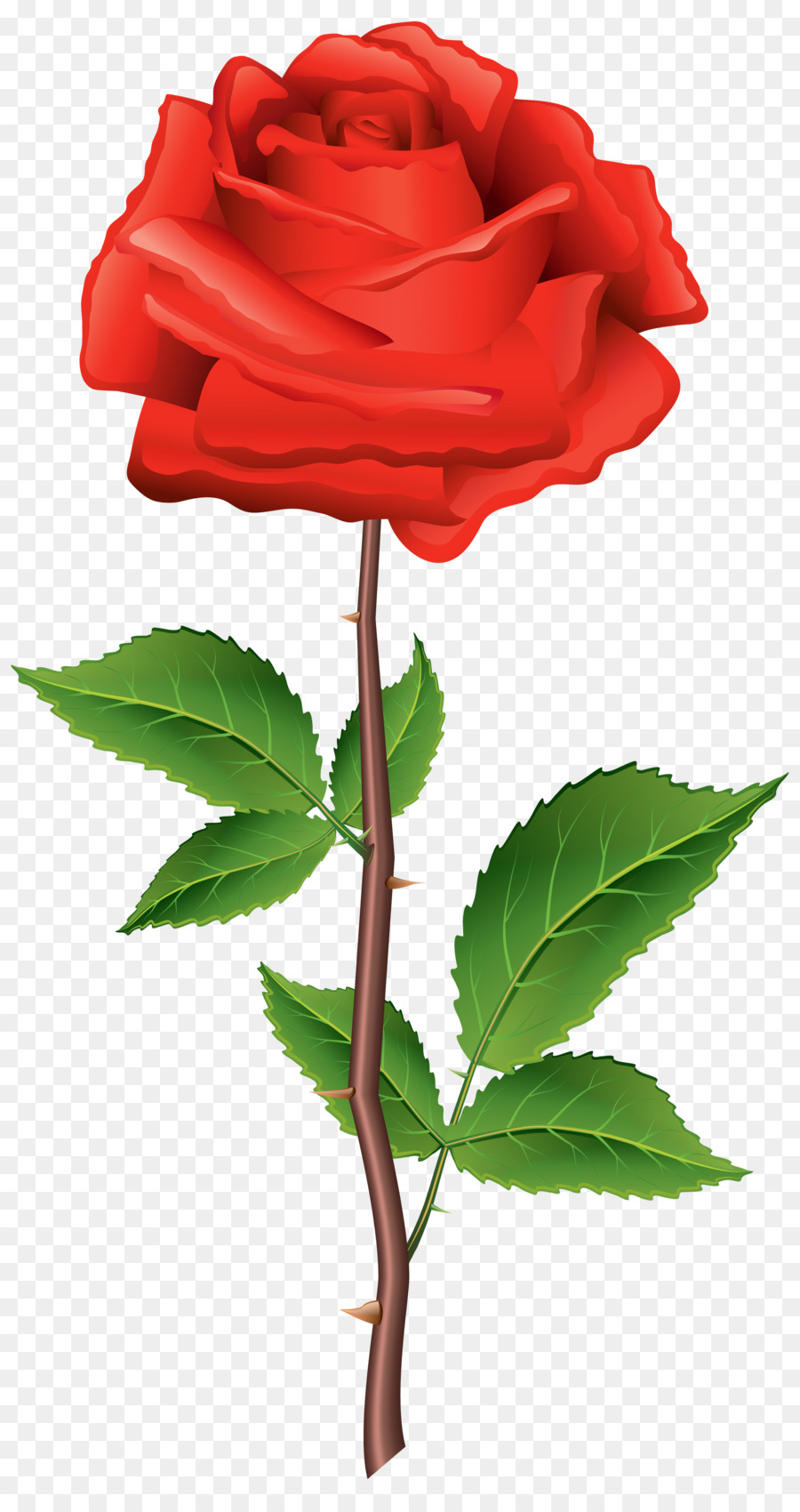 Mejores Rosas，Rosa PNG