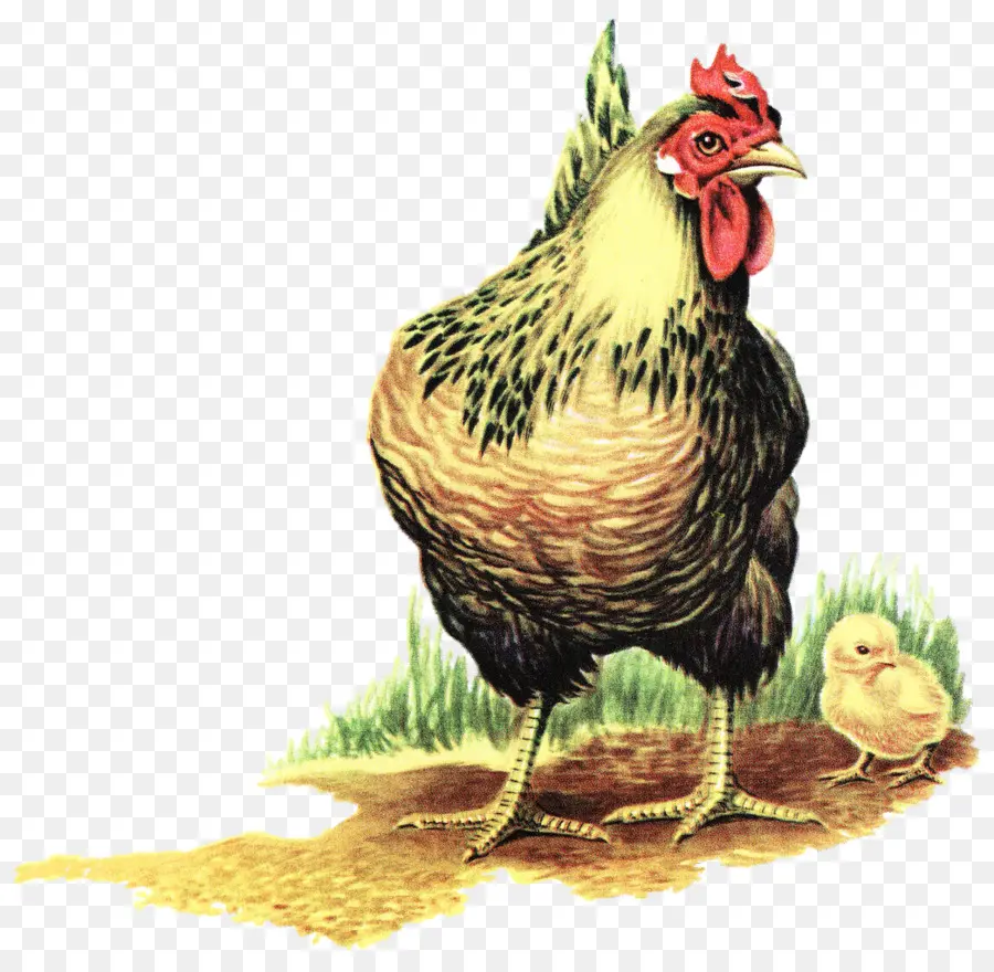 Pollo，Gallina PNG