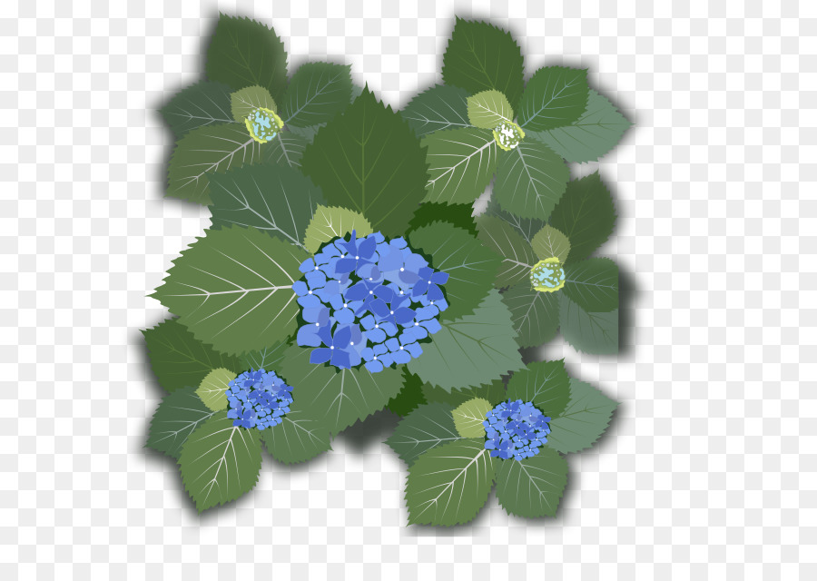 French Hydrangea，Flor PNG