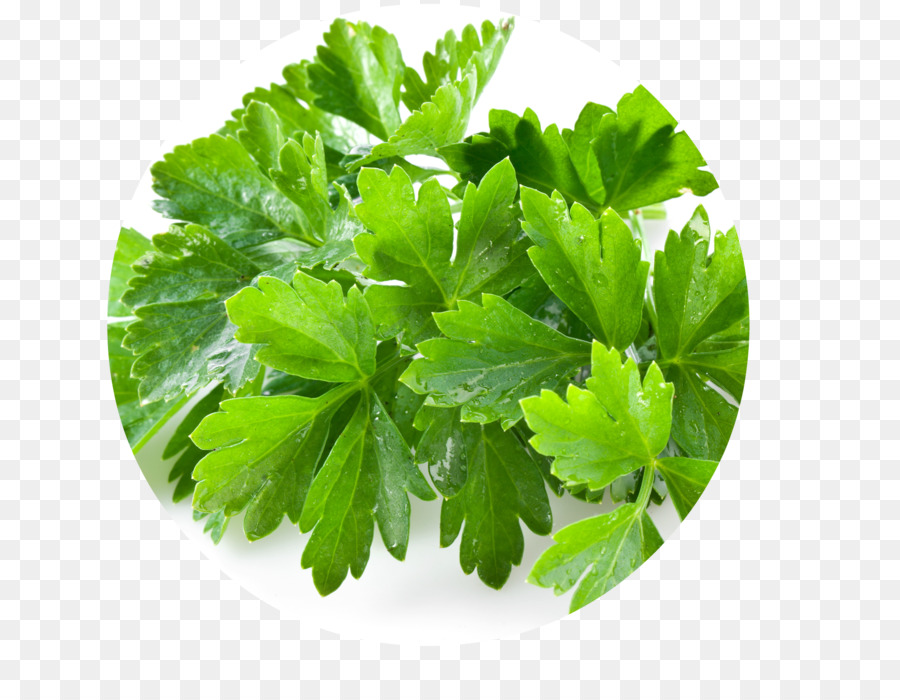 Cilantro，Hoja PNG