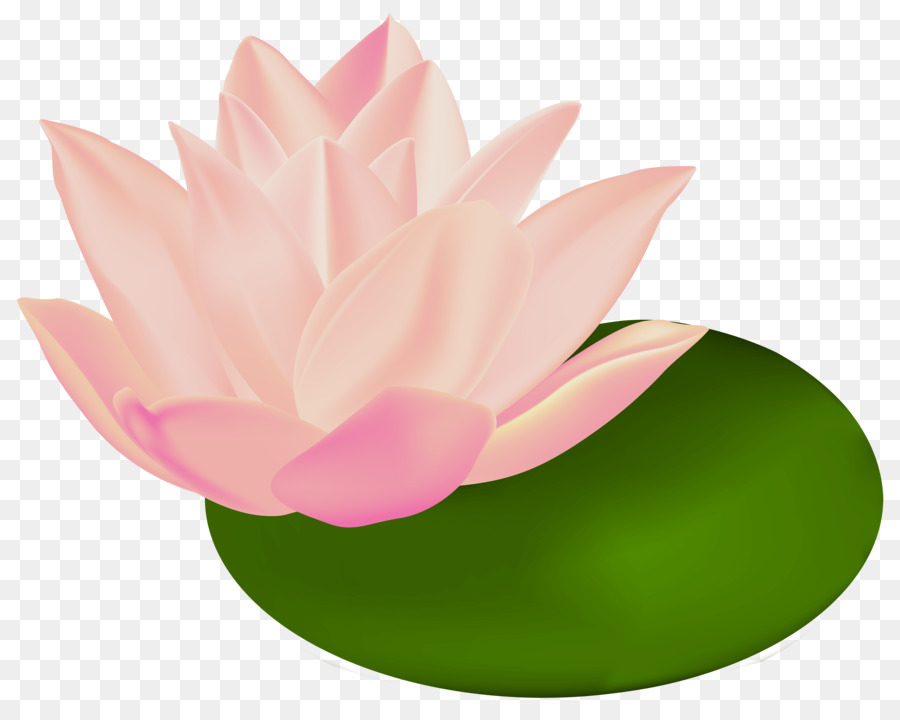 Loto Rosa，Nenúfar PNG