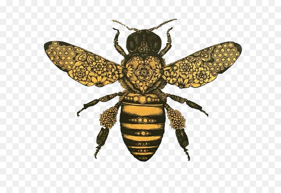 Abeja，Dibujo PNG