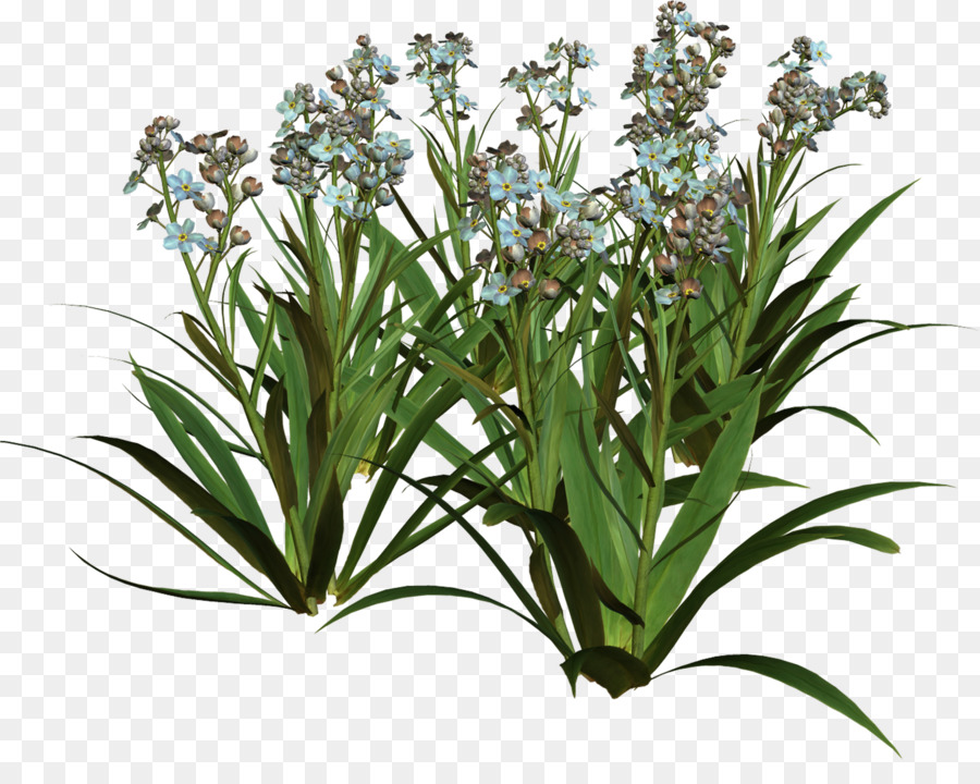 Flores De Campanilla，Florecer PNG