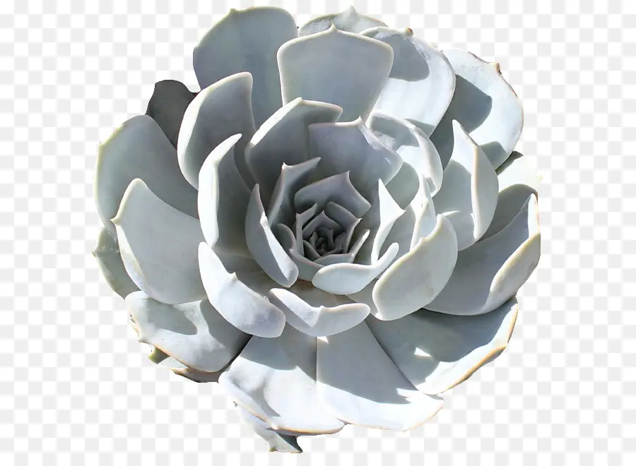 Suculenta Blanca，Echeveria PNG