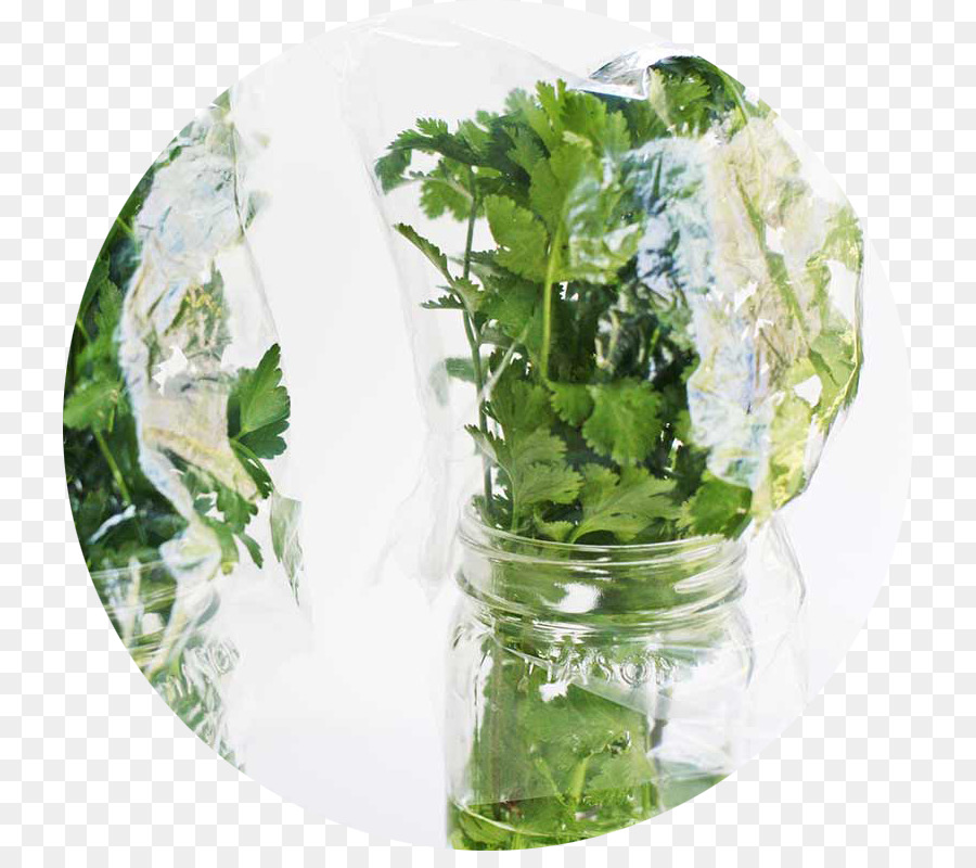 La Salsa，Cilantro PNG