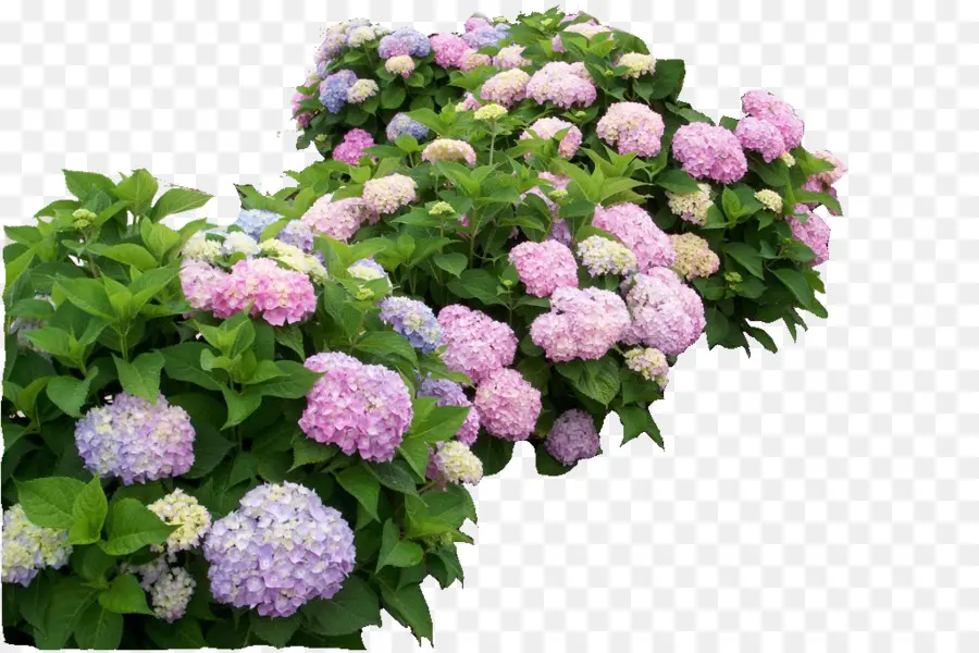 French Hydrangea，Hydrangea Arborescens PNG