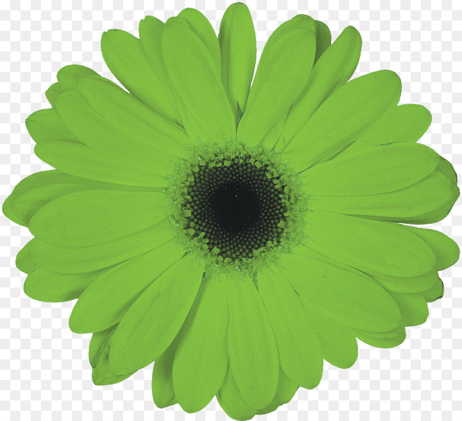 Flor，Florecer PNG