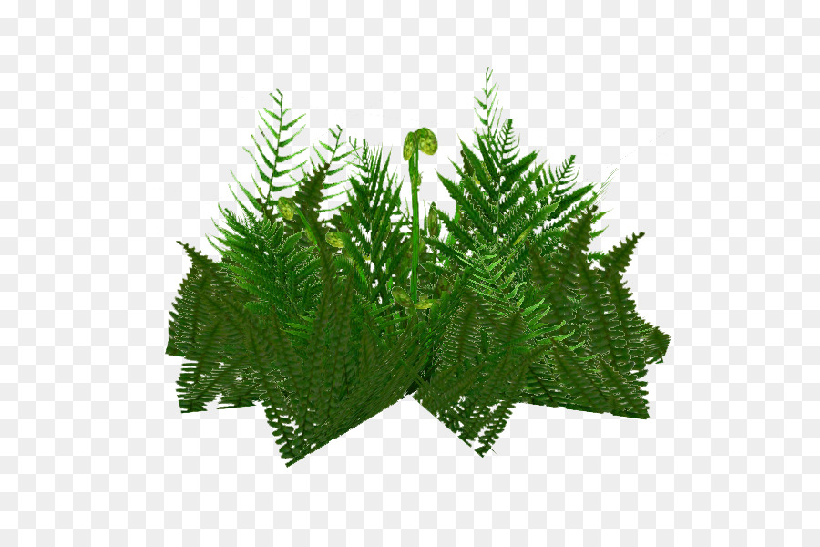 Zoo Tycoon 2，Fern PNG