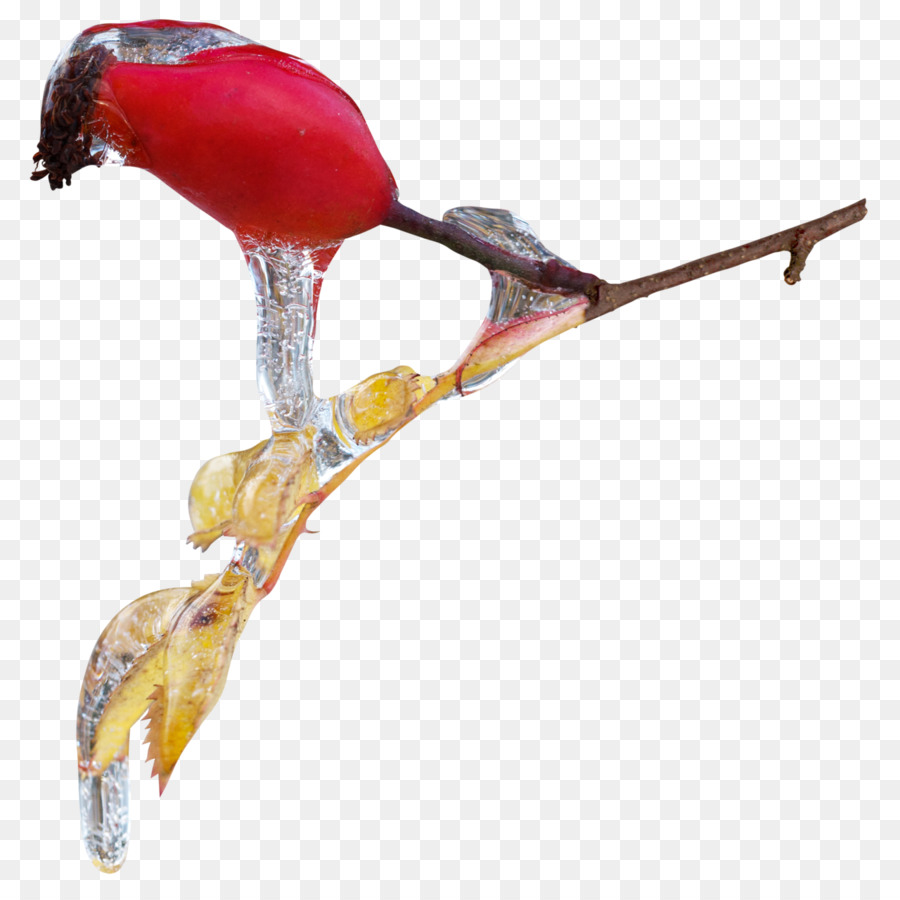 Pájaro，Obras De Arte PNG