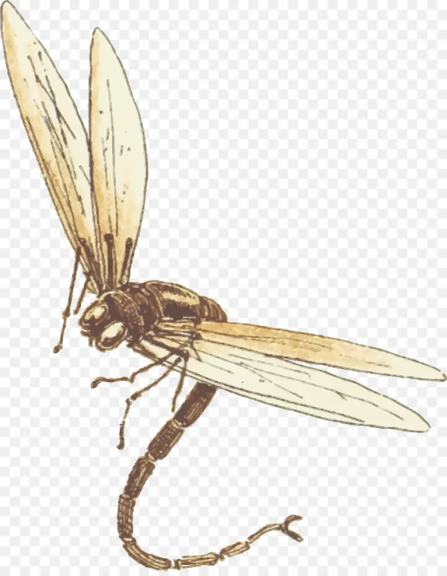 Insecto，Dragon Fly Free PNG