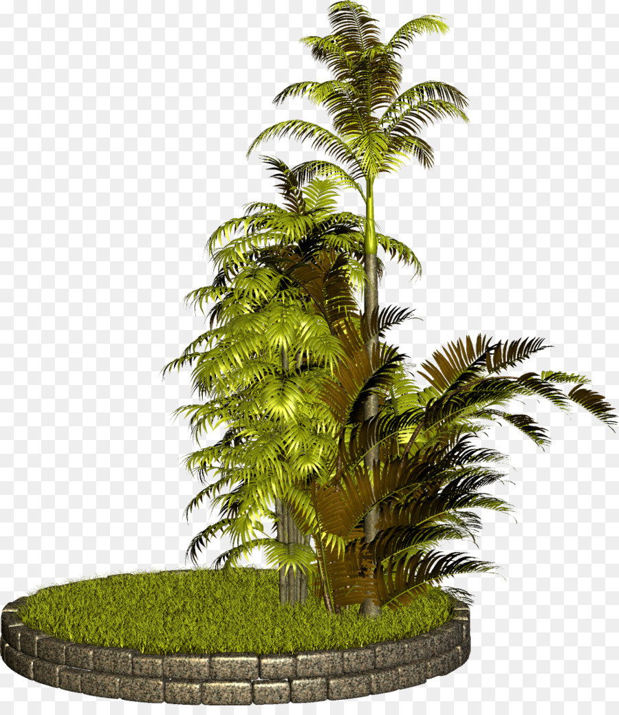 árbol，Planta PNG