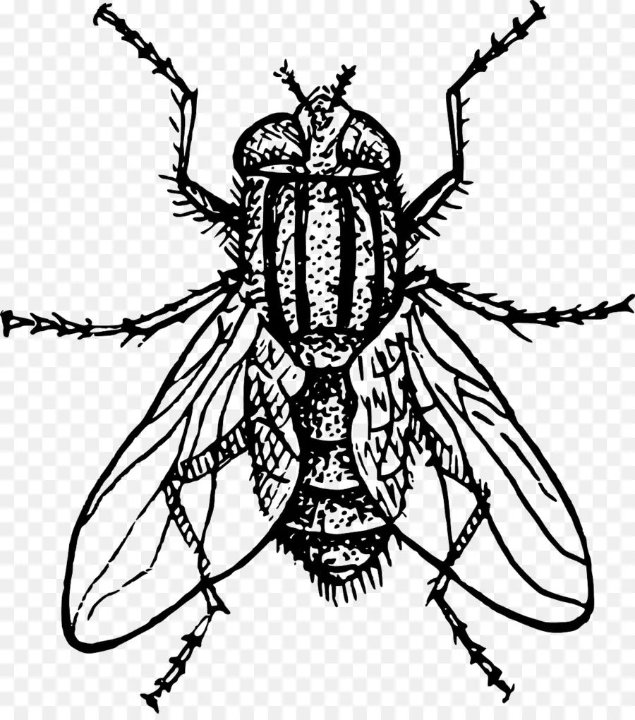 Mosca，Dibujo PNG