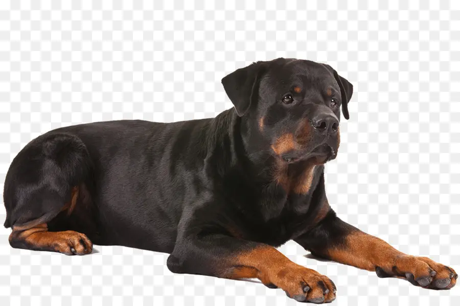 Rottweiler，Pastor Alemán PNG