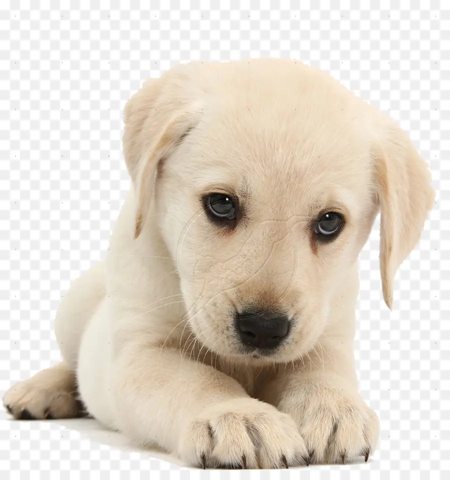 Cachorro，Perro PNG