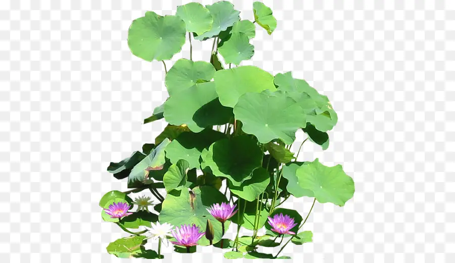 Planta De Loto，Hojas PNG