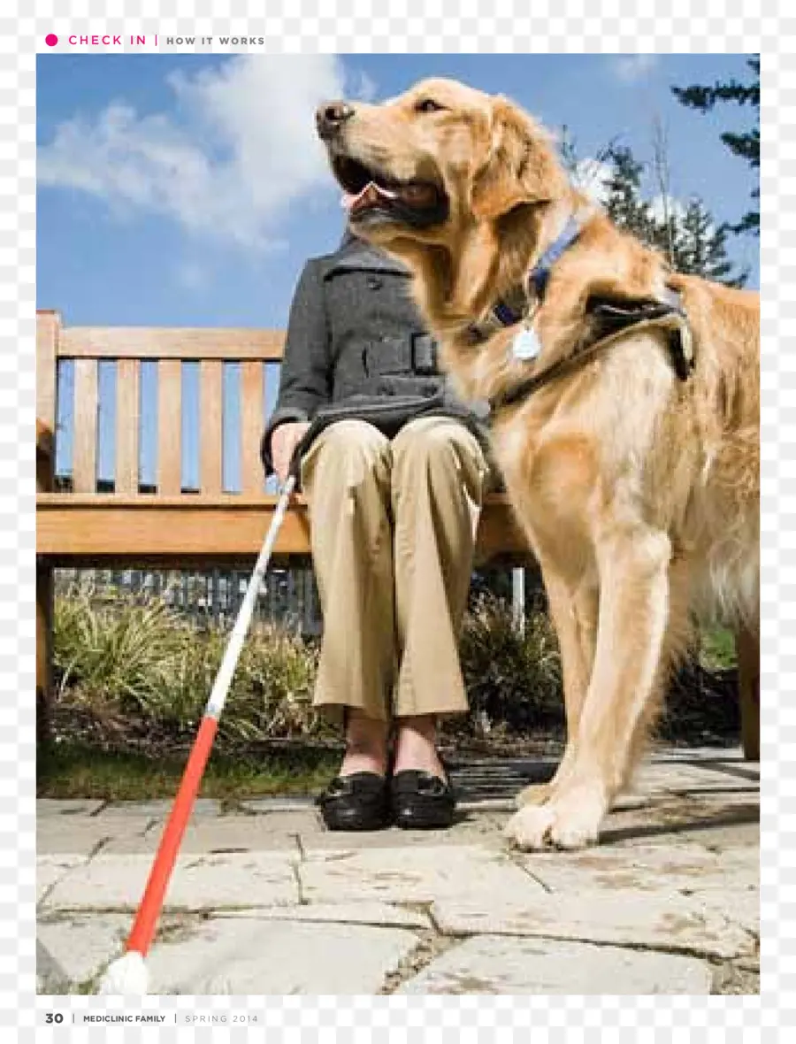 Labrador Retriever，Golden Retriever PNG