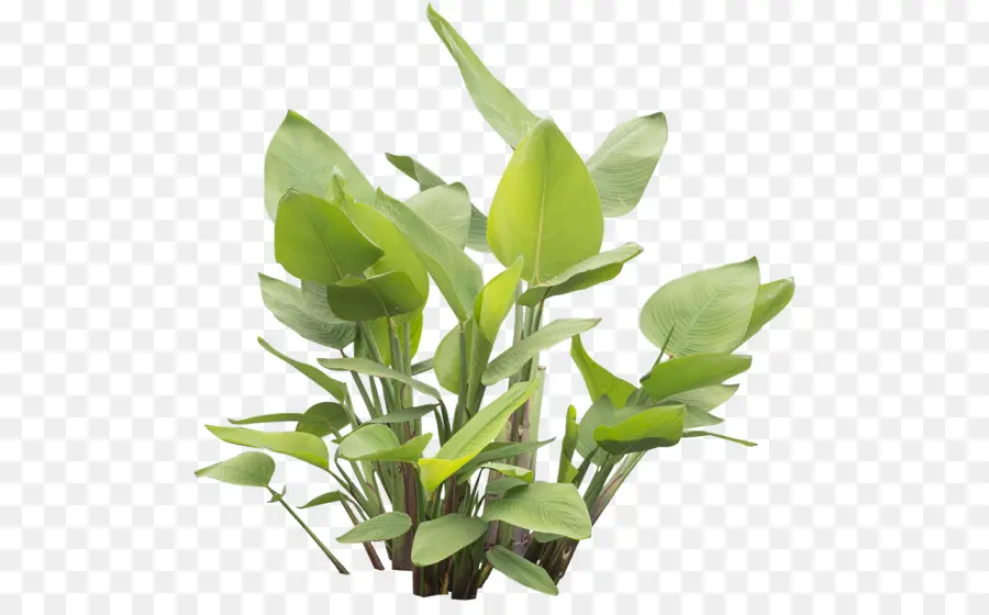 Planta Verde，Hojas PNG