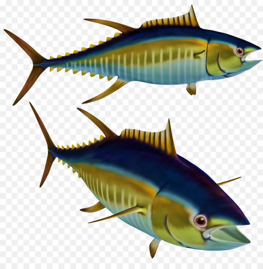 Los Peces，El Atún Blanco PNG