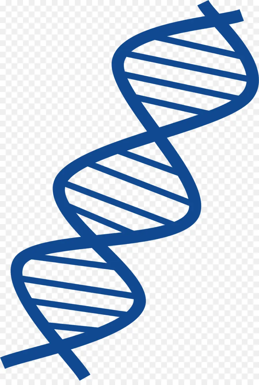 Adn，El ácido Nucleico De Doble Hélice PNG