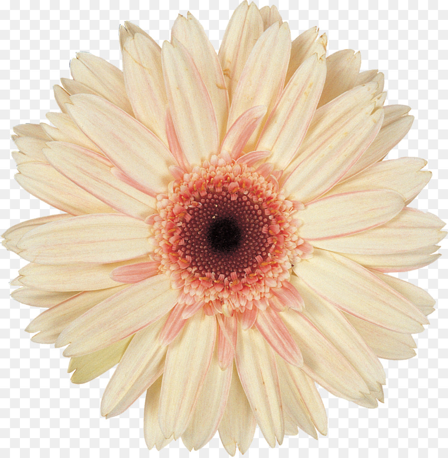 Daisy Familia，Flor PNG