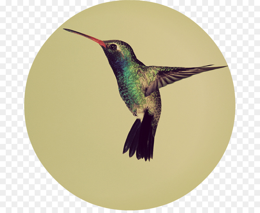 Colibrí，Pájaro PNG