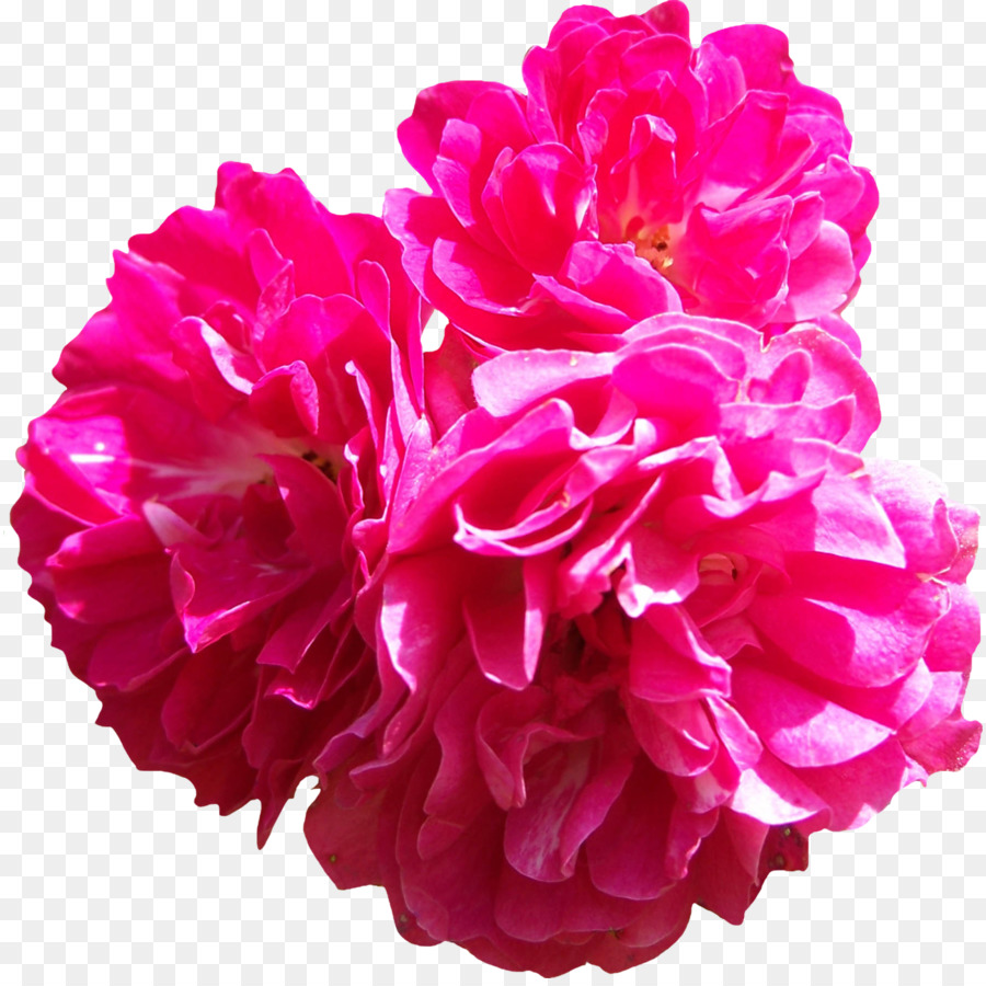 Flor Rosa，Florecer PNG