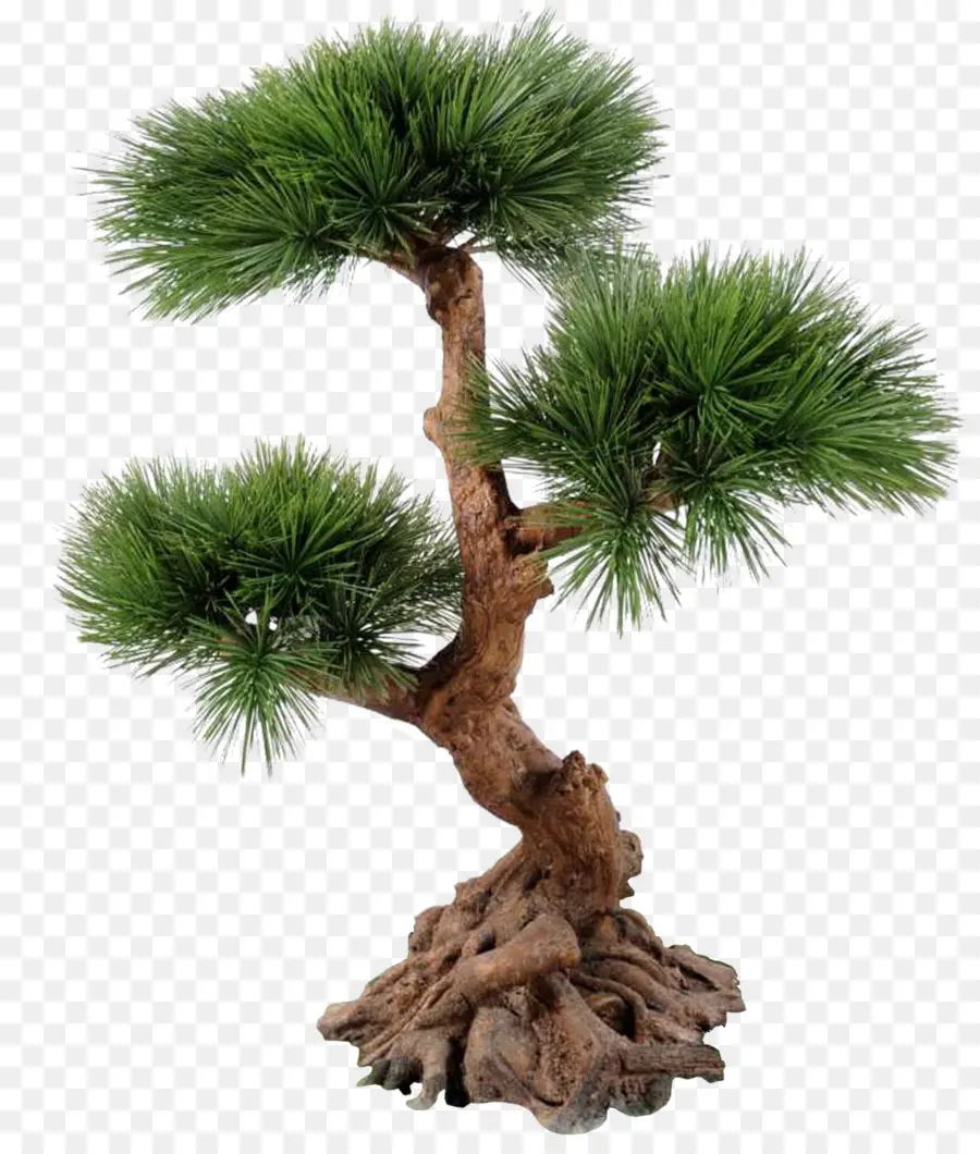 Árbol Bonsái，Miniatura PNG