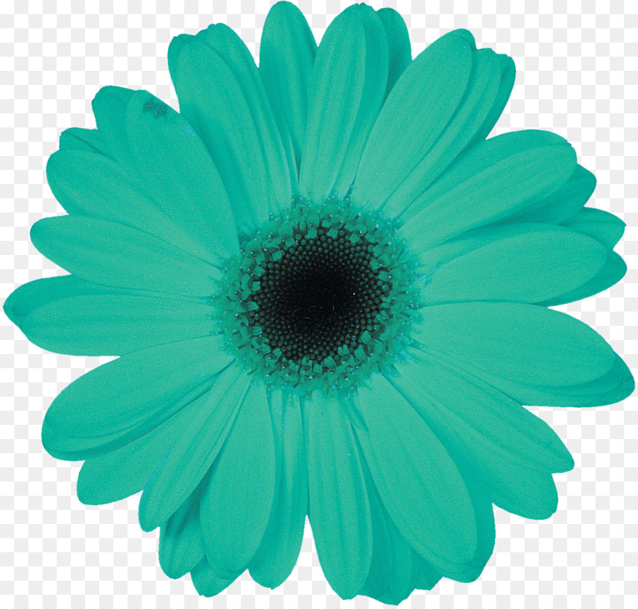 Flor，Florecer PNG