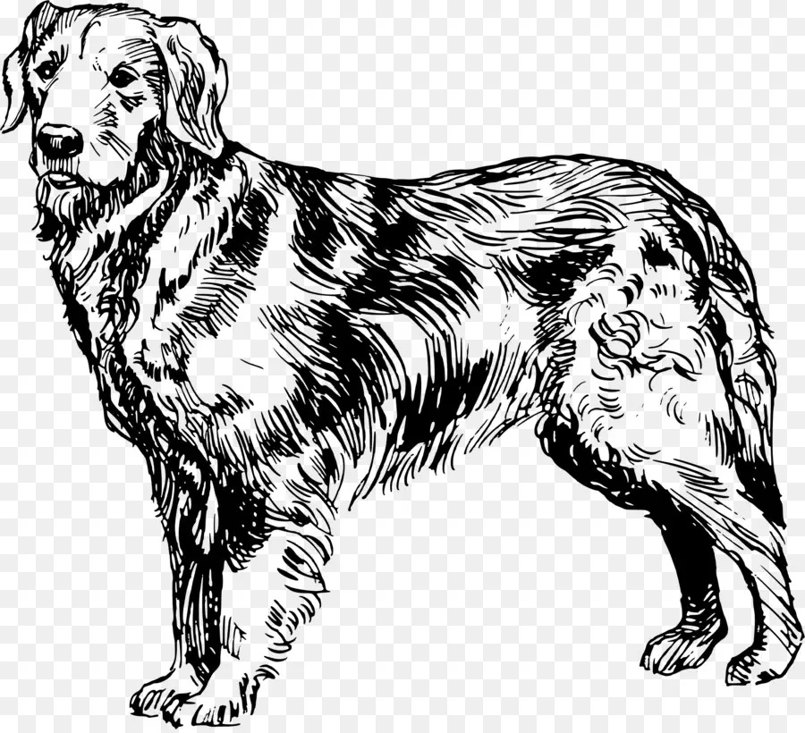 Golden Retriever，Labrador Retriever PNG