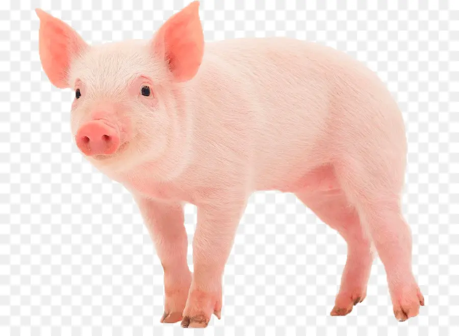 Oink Moo Miau，Cerdo PNG