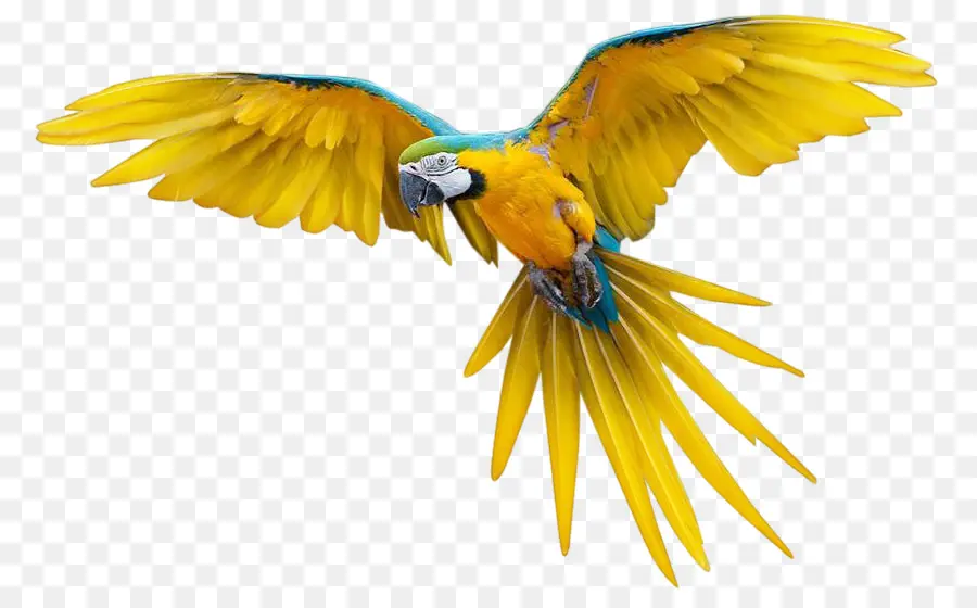 Pájaro，Vuelo PNG