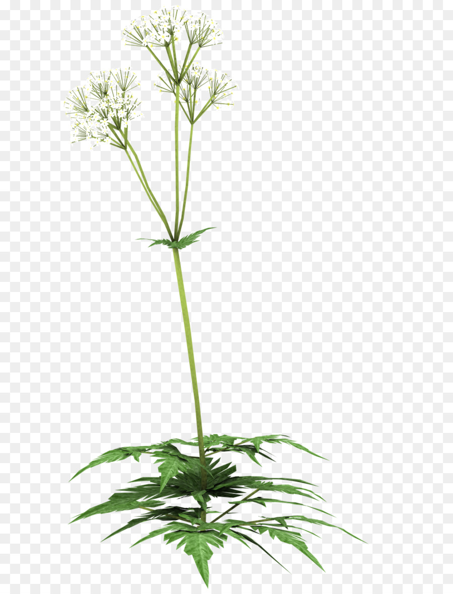 Pesto，Perejil PNG