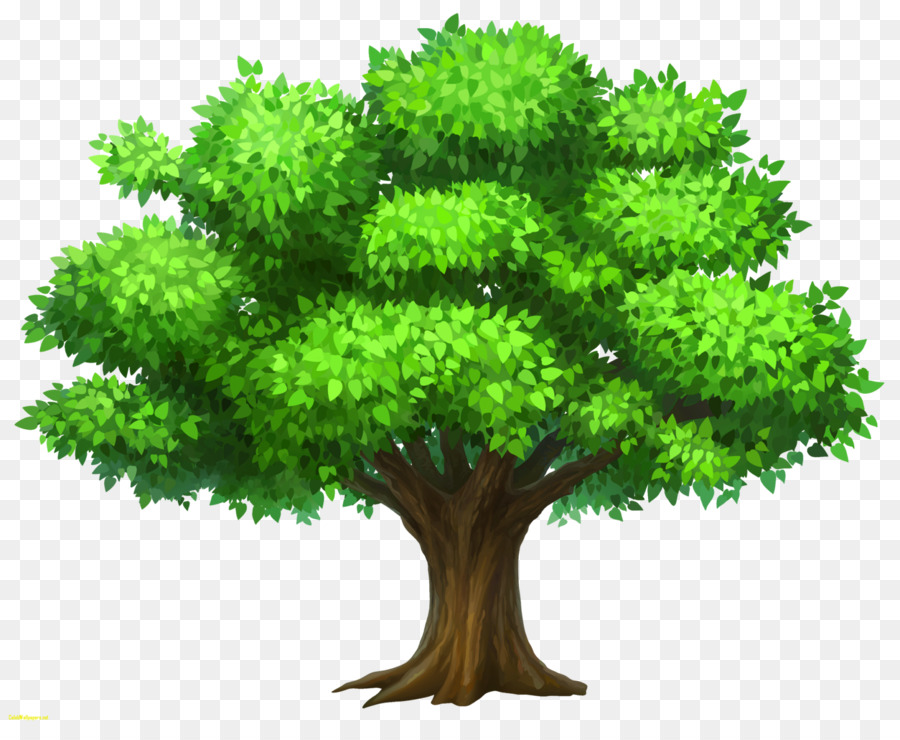 Árbol，Naturaleza PNG