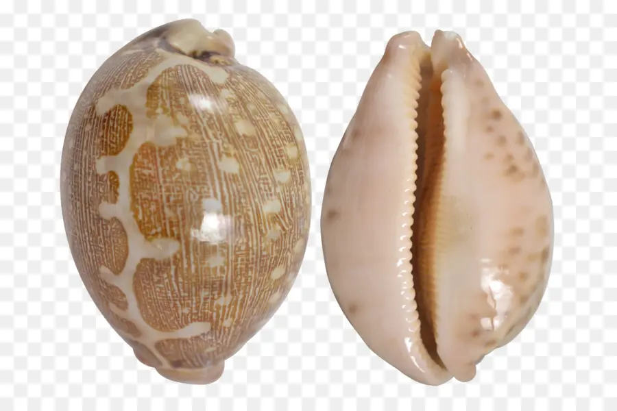 Cypraea Tigris，Berberecho PNG