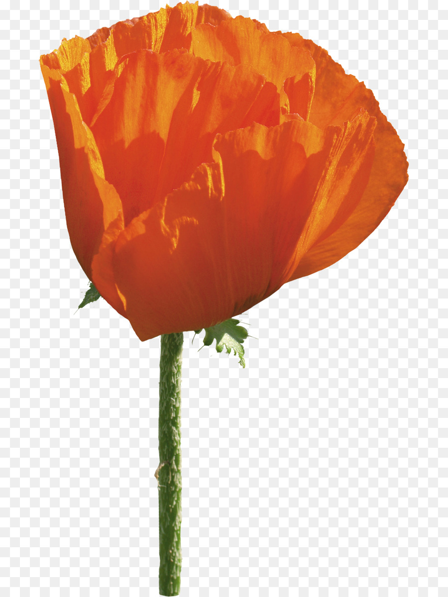 Flor De Naranja，Florecer PNG