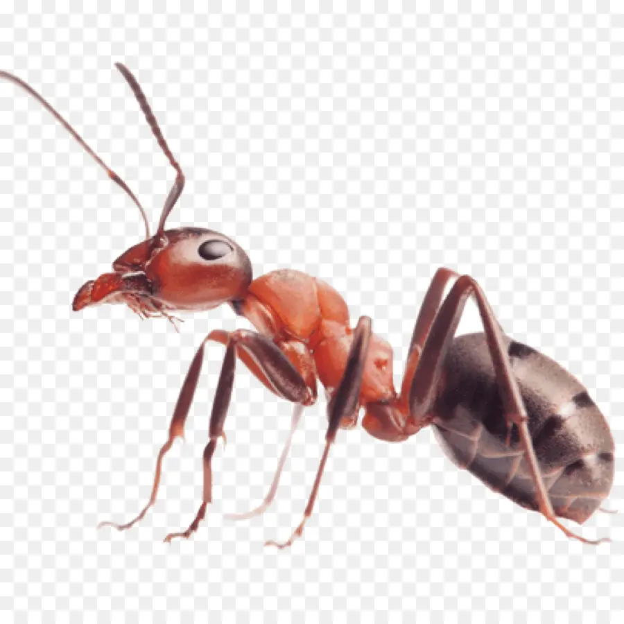 Ant，Hormiga Roja De Fuego Importada PNG