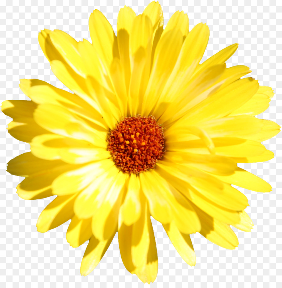 Gerbera Jamesonii，Flor PNG