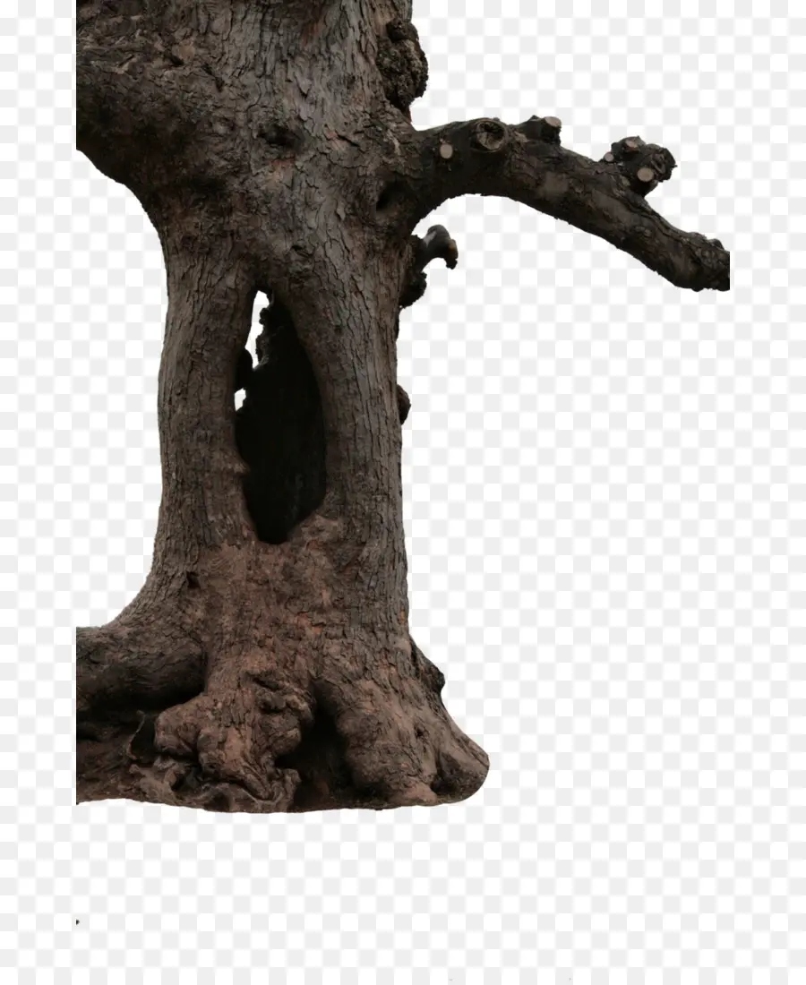 Tronco De árbol，Ladrar PNG